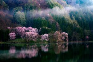 Art Photography In The Morning Mist, Takeshi Mitamura, (40 x 26.7 cm)