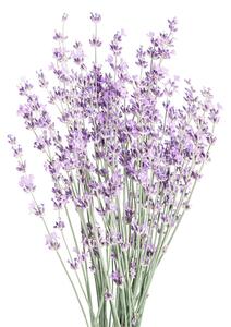 Art Photography Lavender, Sisi & Seb, (30 x 40 cm)
