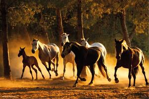 Poster Horses Andaluces, (91.5 x 61 cm)