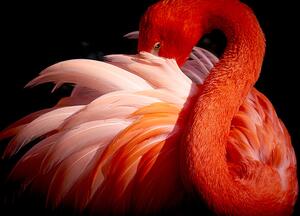Art Photography flamingo, Makoto Nishikura, (40 x 26.7 cm)