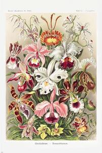 Poster Ernst Haeckel - Orchideen, (61 x 91.5 cm)