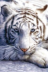 Poster White tiger, (61 x 91.5 cm)