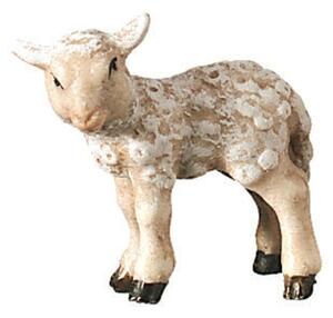 Lamb standing - Folk