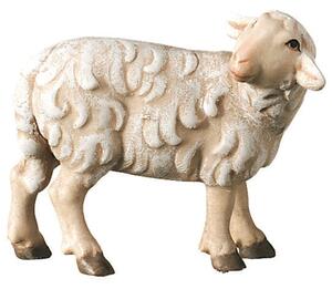 Sheep standing looking backwards - Ľudový