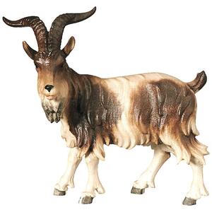 Billy goat standing - Folk