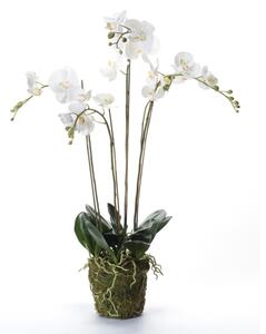 Emerald Artificial Phalaenopsis with Moss White 90 cm 20.355