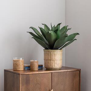Agave in Bamboo Basket Brown