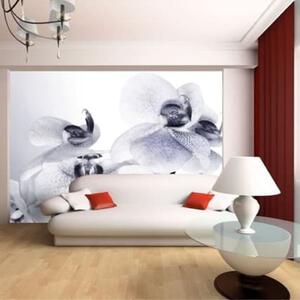 AG Design Photo Mural Orchids