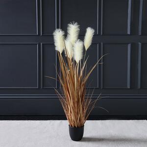 Cream Potted Pampas 120cm Brown