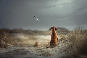 Art Photography FREEDOM, Heike Willers, (40 x 26.7 cm)