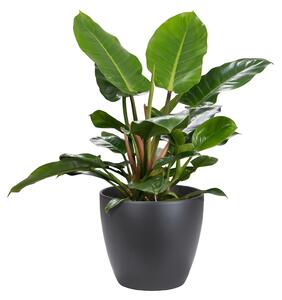 Black Anthracite Indoor Plant Pot - 33cm