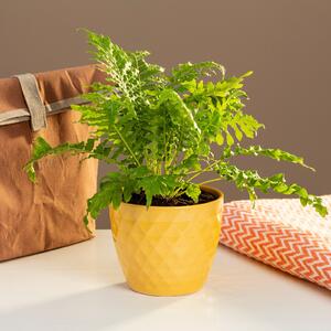 Sunbury Elegance Yellow 14cm Plant Pot