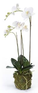 Emerald Artificial Phalaenopsis Orchid 70 cm White