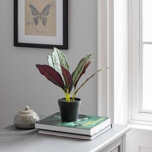 Artificial Chinese Evergreen in Black Pot 30cm Purple