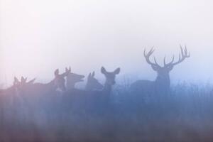 Photography Red deer (Cervus elaphus), DamianKuzdak