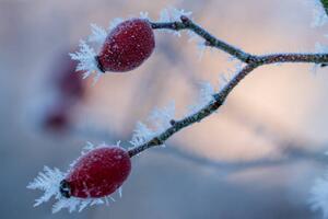 Photography The red fruits of the dog, Edda Dupree