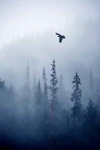 Photography View of forest on cold foggy day, Grant Faint