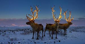 Photography Three reindeers with lights in antlers, Coneyl Jay