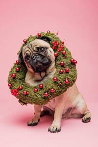 Photography Cute Tan Coloured Pug Wearing a Christmas Wreath, ClarkandCompany