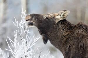 Photography Moose (Alces alces), DamianKuzdak