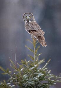 Photography Tree Top Great Gray Owl, Scott Suriano