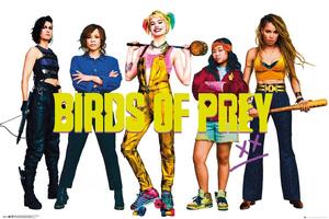 Poster Birds Of Prey - Group, (91.5 x 61 cm)