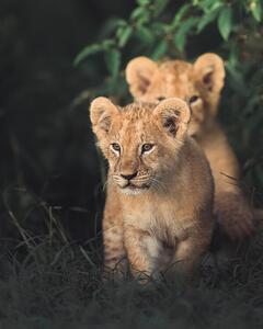 Photography Lion king, Ahmed Sobhi