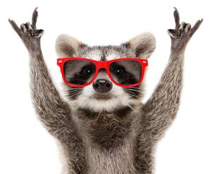 Photography Portrait of a funny raccoon in, Sonsedska