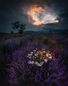 Art Photography Lavender, Jeni Madjarova, (30 x 40 cm)