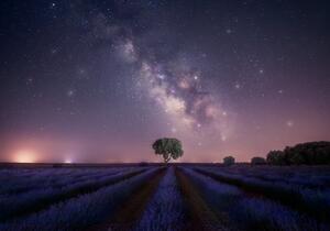 Art Photography Lavender fields nightshot, joanaduenas, (40 x 26.7 cm)