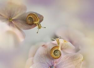 Art Photography Little snails, Ellen van Deelen, (40 x 30 cm)