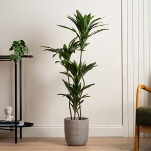 Artificial Real Touch Dracaena in Black Plant Pot