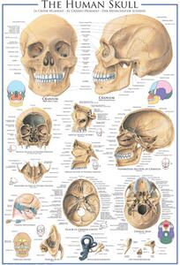 Poster The Skull