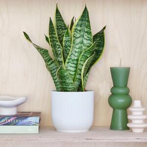 Snake House Plant in Elho Pot