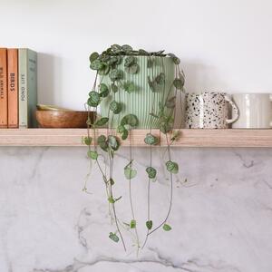 String Of Hearts House Plant in Elho Pot