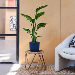 Bird Of Paradise House Plant in Elho Pot