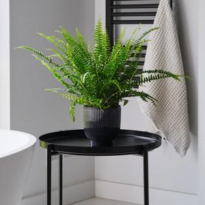 Boston Fern House Plant in Ribbed Pot