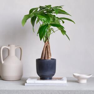 Money Tree House Plant in Ribbed Pot