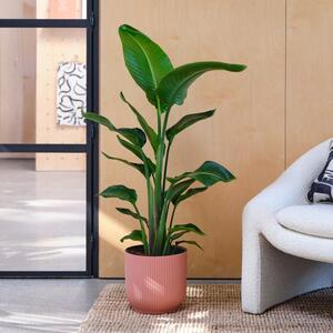 Bird Of Paradise House Plant in Elho Pot