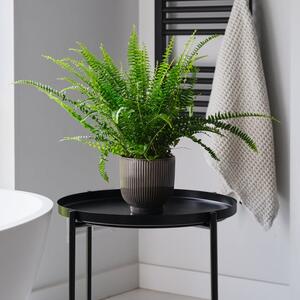 Boston Fern House Plant in Ribbed Pot