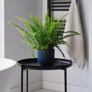 Boston Fern House Plant in Elho Pot