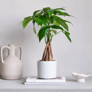 Money Tree House Plant in Capri Pot