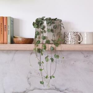 String Of Hearts House Plant in Capri Pot