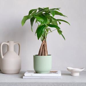 Money Tree House Plant in Elho Pot