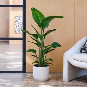 Bird Of Paradise House Plant in Elho Pot