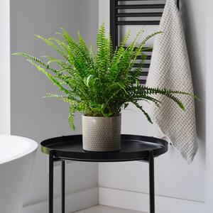 Boston Fern House Plant in Capri Pot