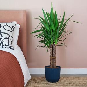 Yucca House Plant in Elho Pot