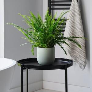 Boston Fern House Plant in Earthenware Pot