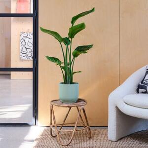 Bird Of Paradise House Plant in Elho Pot