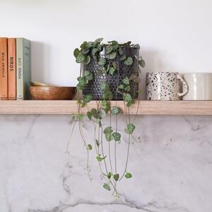 String Of Hearts House Plant in Capri Pot